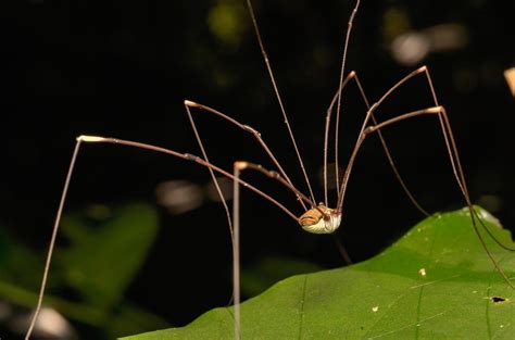 schneiderspinne|Zimmermann